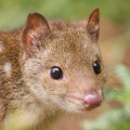 Illustration of Spotted-tail Quoll